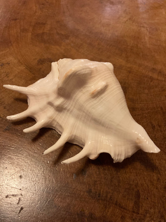 Shankha 5 Mond | Spiraalvormige schelp