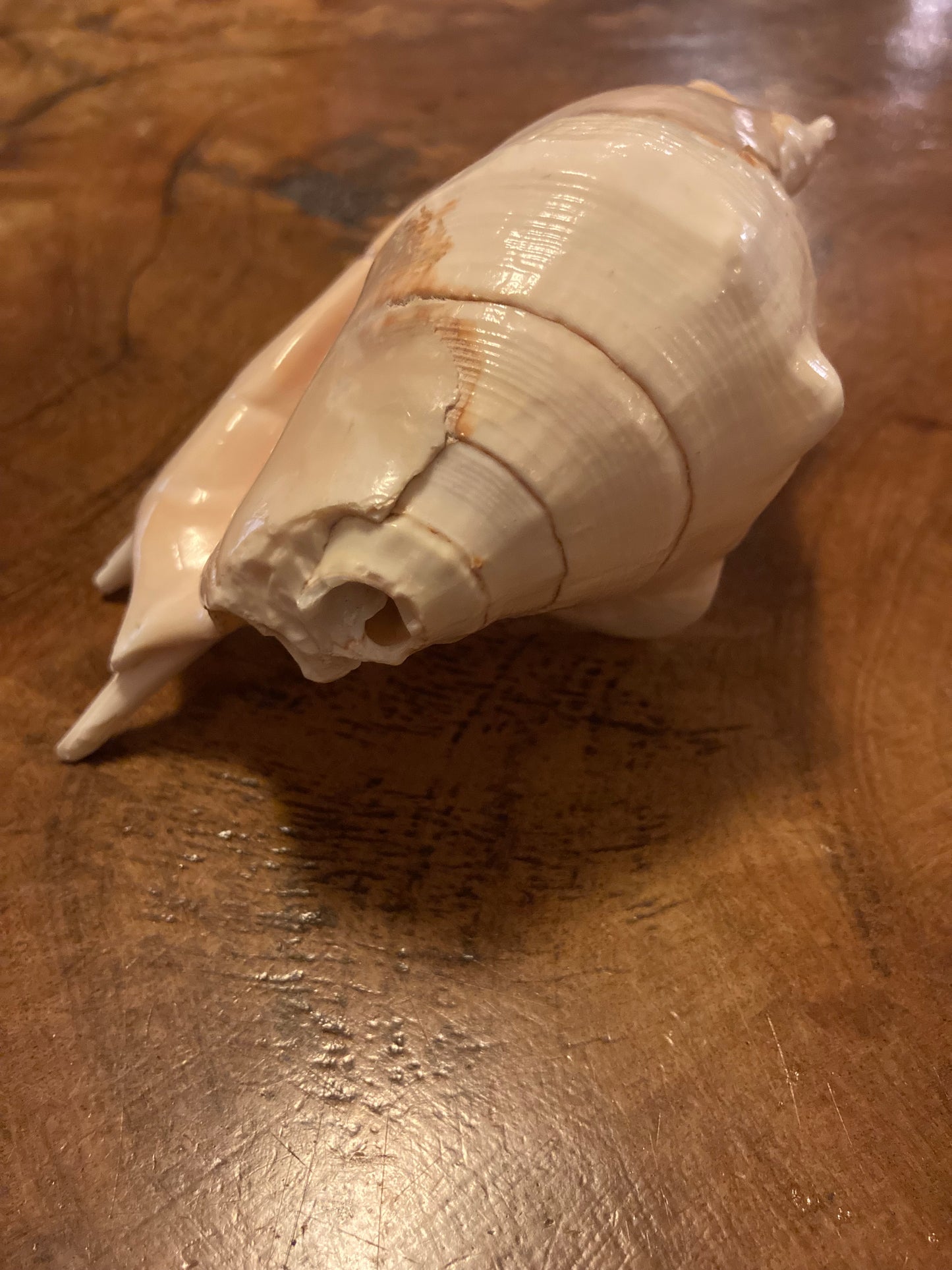 Shankha 5 Mond | Spiraalvormige schelp