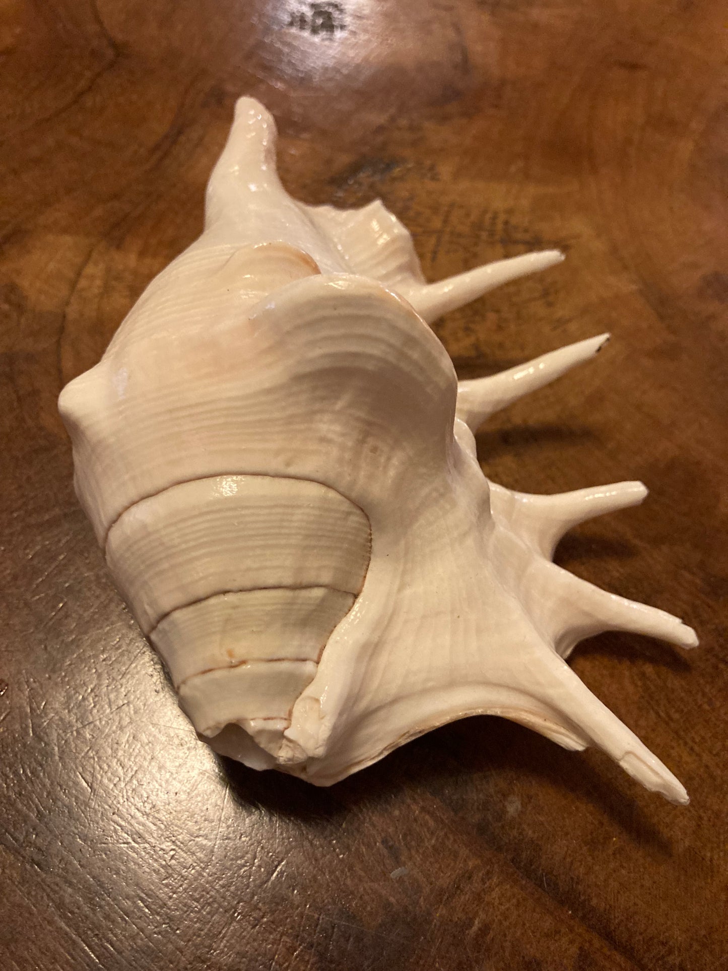 Shankha 5 Mond | Spiraalvormige schelp